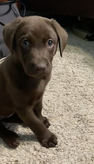 Luna when she was a baby