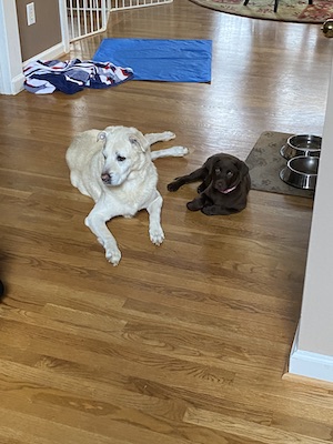 Brady and Luna lying next to each other