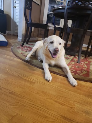 Brady laying on the floor