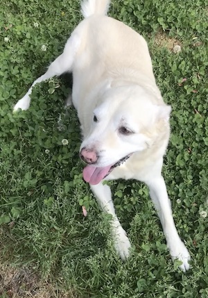 Brady in the grass