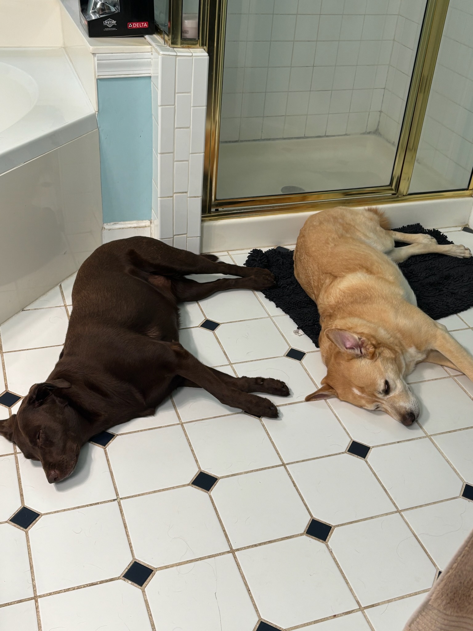 Luna and Tuck on the bathroom floor