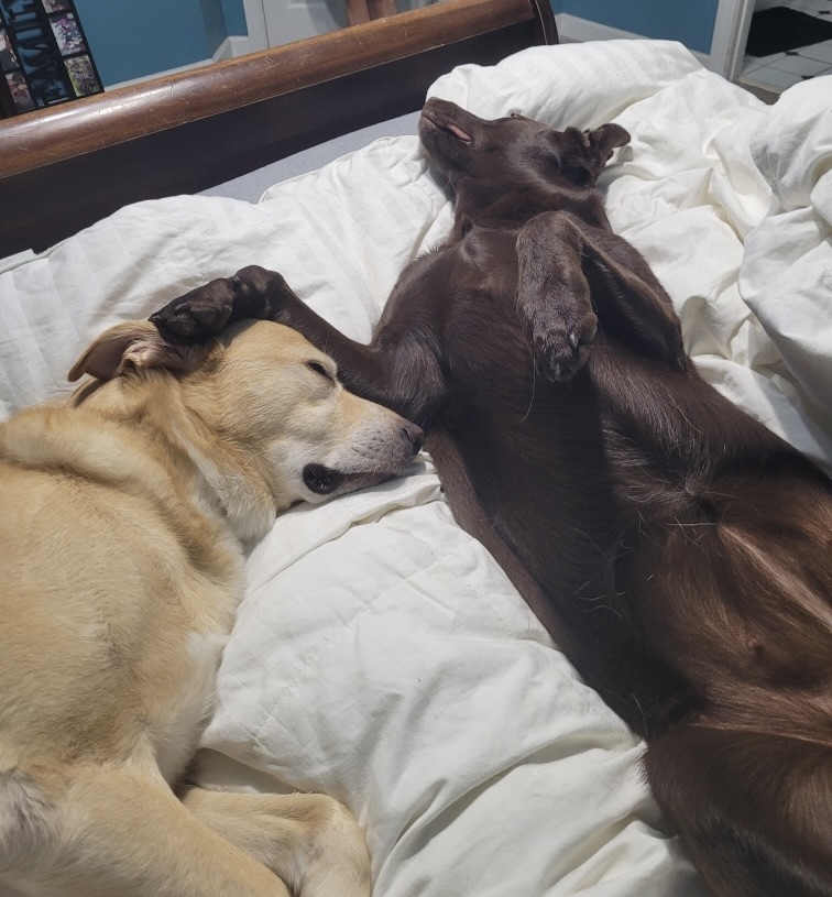 Luna and Tuck sleeping