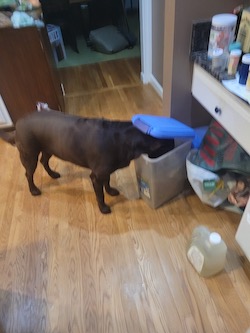 Luna eating extra dinner
