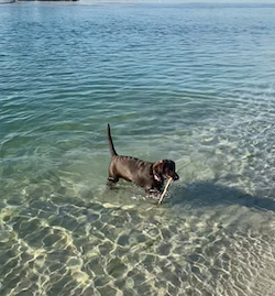 Luna swimming in the water