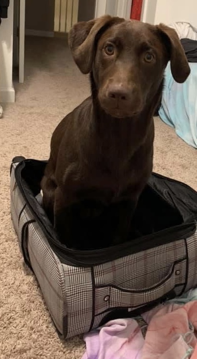 Luna sitting in a suitcase