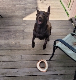 Luna playing with a frisbee