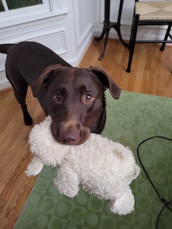 Luna stealing my things