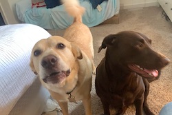 Tuck staring and barking