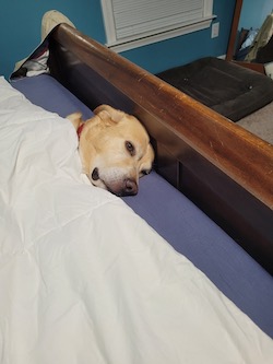 Tuck sleeping