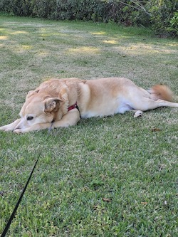 Tuck sunbathing