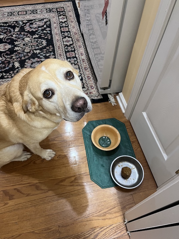 Tuck the dog